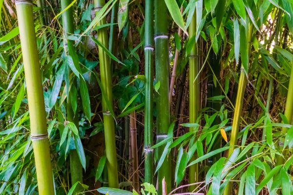 Bamboo Trimming in Palm Bay