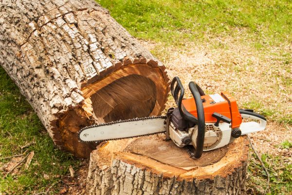 Tree Cutting Service in Palm Bay