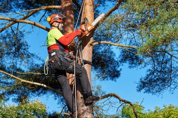 Tree Service in Palm Bay