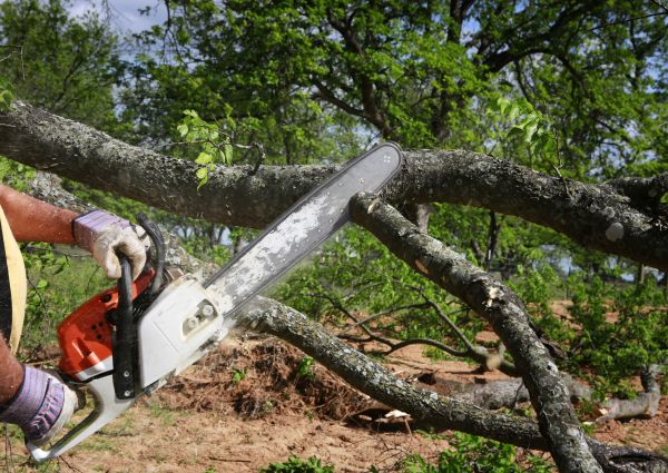 Tree Lopping Service in Palm Bay