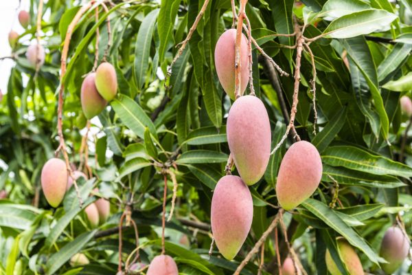 Mango Tree Trimming in Palm Bay