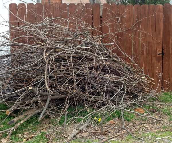 Dead Branch Removal in Palm Bay
