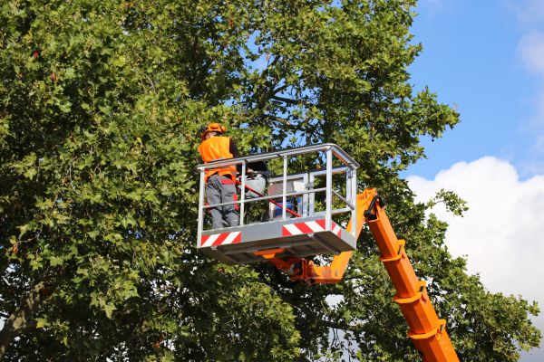Commercial Tree Service in Palm Bay