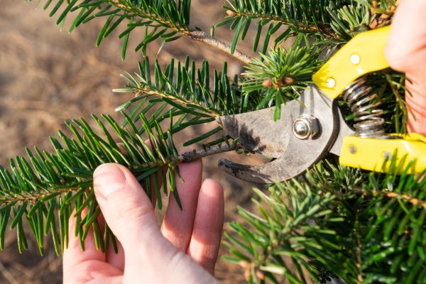 Pine Tree Pruning in Palm Bay