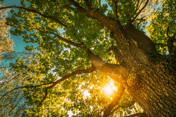 Oak Tree Pruning in Palm Bay