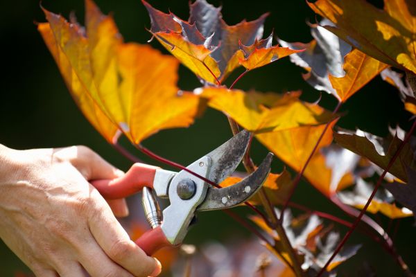 Maple Tree Pruning in Palm Bay