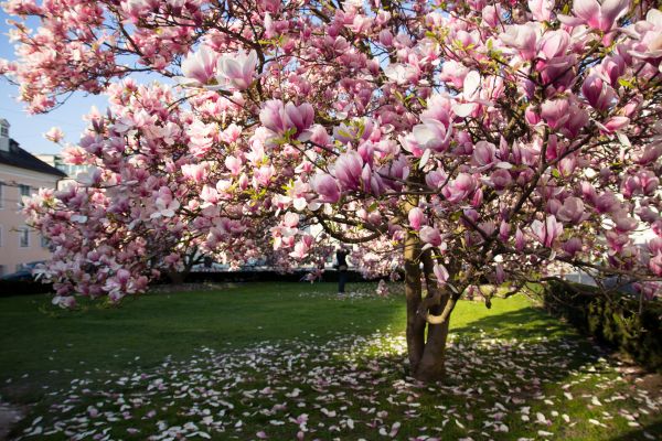 Magnolia Tree Pruning in Palm Bay