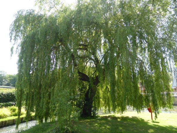 Willow Tree Trimming in Palm Bay