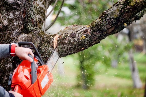 Tree Limbs Removal in Palm Bay