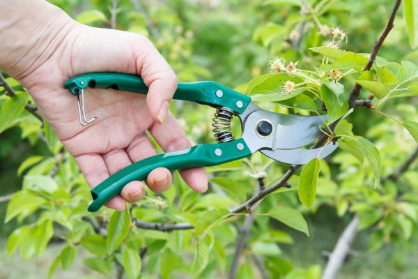 Pear Tree Pruning in Palm Bay
