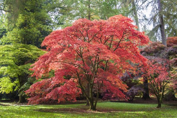Japanese Maple Pruning in Palm Bay