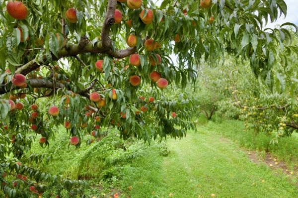 Peach Tree Pruning in Palm Bay