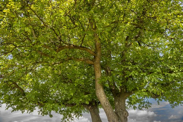 Walnut Tree Trimming in Palm Bay