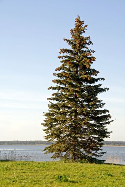 Spruce Tree Pruning in Palm Bay