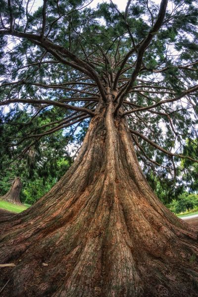 Cedar Tree Pruning in Palm Bay