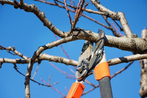 Peach Tree Trimming in Palm Bay