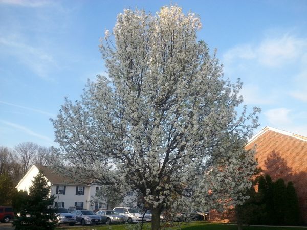 Bradford Pear Tree Pruning in Palm Bay
