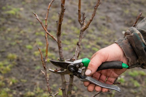 Pear Trees Pruning in Palm Bay