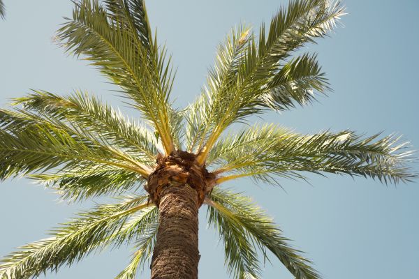 Queen Palm Pruning in Palm Bay