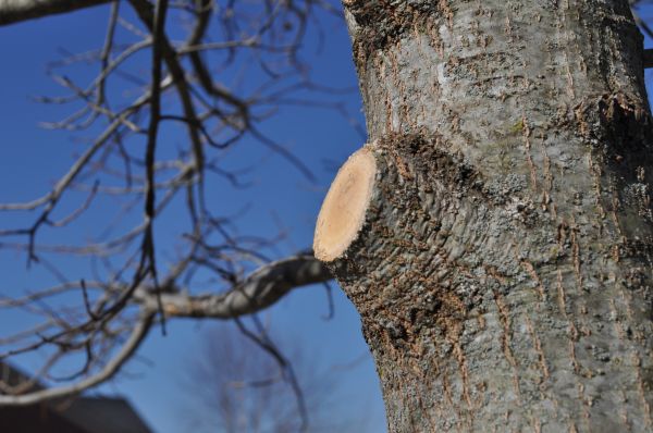 Limb Pruning in Palm Bay