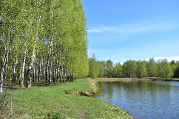 River Birch Pruning in Palm Bay