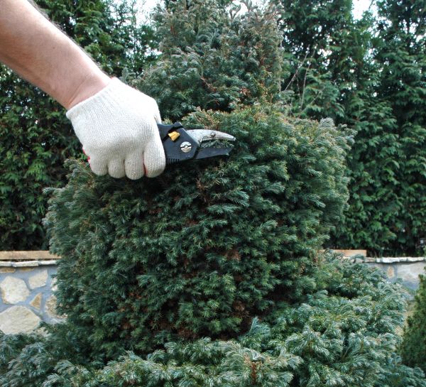 Ornamental Tree Trimming in Palm Bay