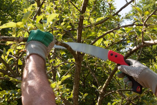 Apple Tree Trimming in Palm Bay
